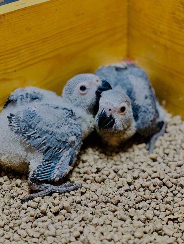 6 Weeks Old African Grey Pair - Image 2