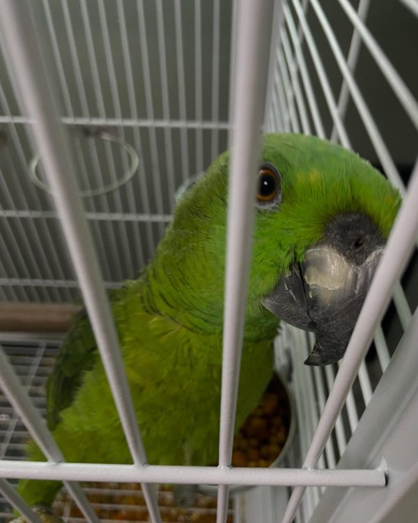 6 months old yellow nape Amazon parrot female - Image 3
