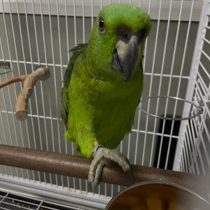 amazon parrots for sale​