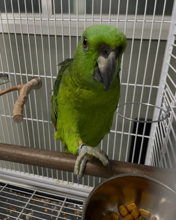 amazon parrots for sale​