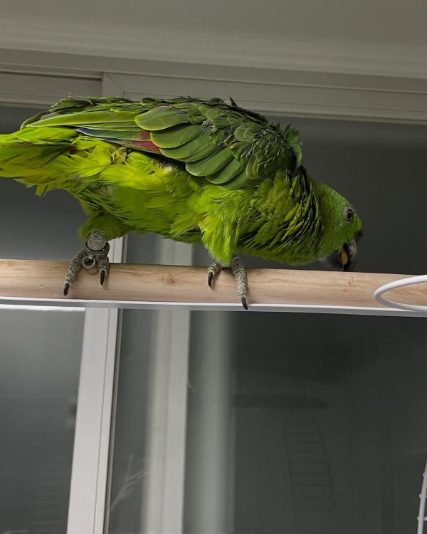 6 months old yellow nape Amazon parrot female - Image 5