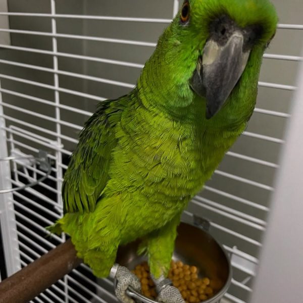 6 months old yellow nape Amazon parrot female - Image 6