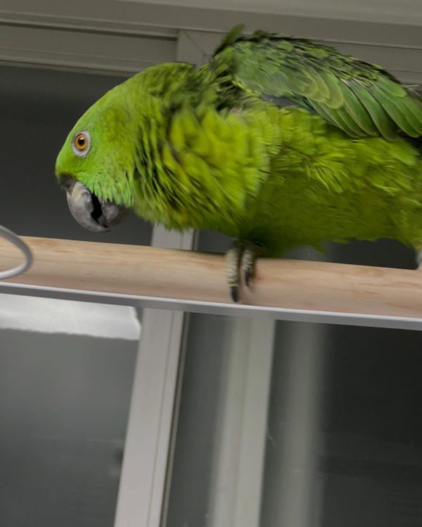 6 months old yellow nape Amazon parrot female - Image 7