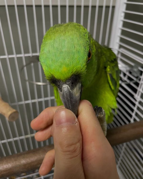 6 months old yellow nape Amazon parrot female - Image 8