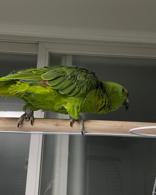 6 months old yellow nape Amazon parrot female - Image 9