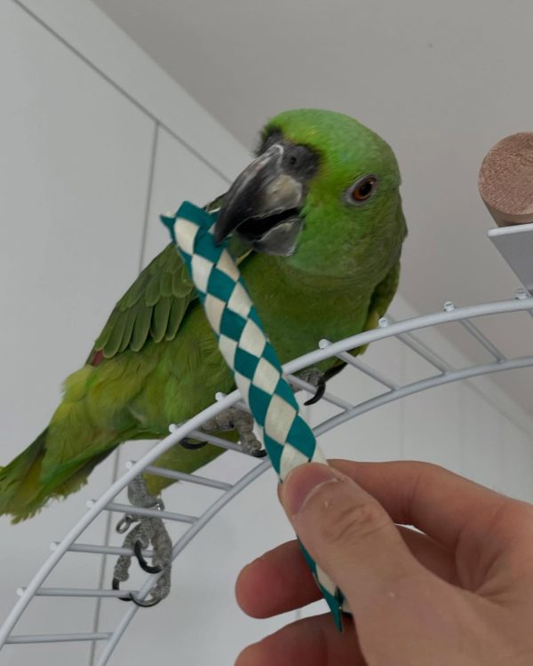 6 months old yellow nape Amazon parrot female - Image 10