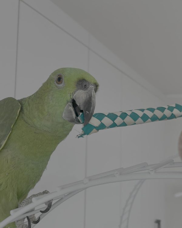 6 months old yellow nape Amazon parrot female - Image 11