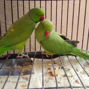 rose-ringed parakeet for sale