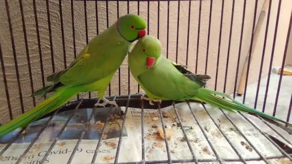 rose-ringed parakeet for sale