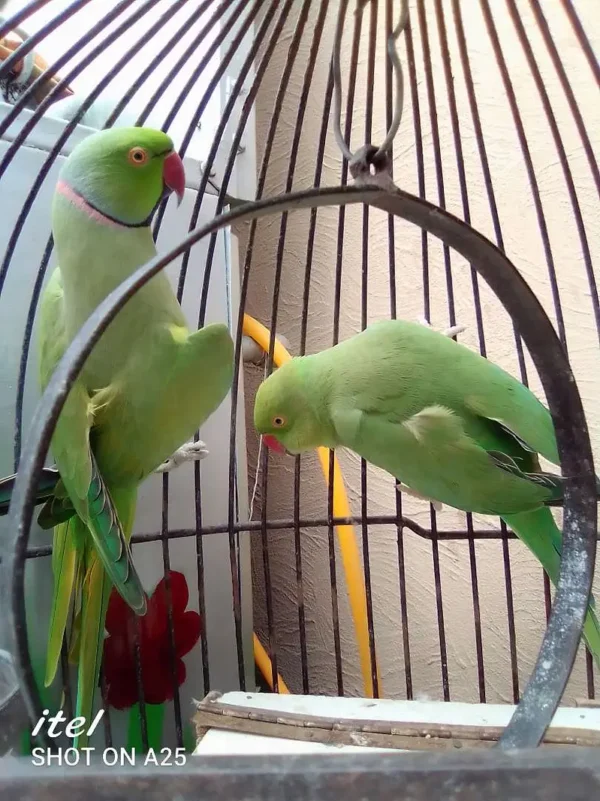 rose-ringed parakeet - Image 2