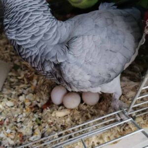 African Grey Parrot Eggs for sale