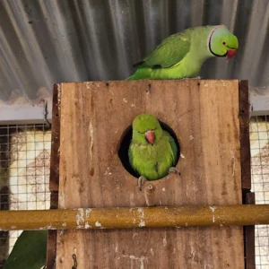 Indian ringneck parrots