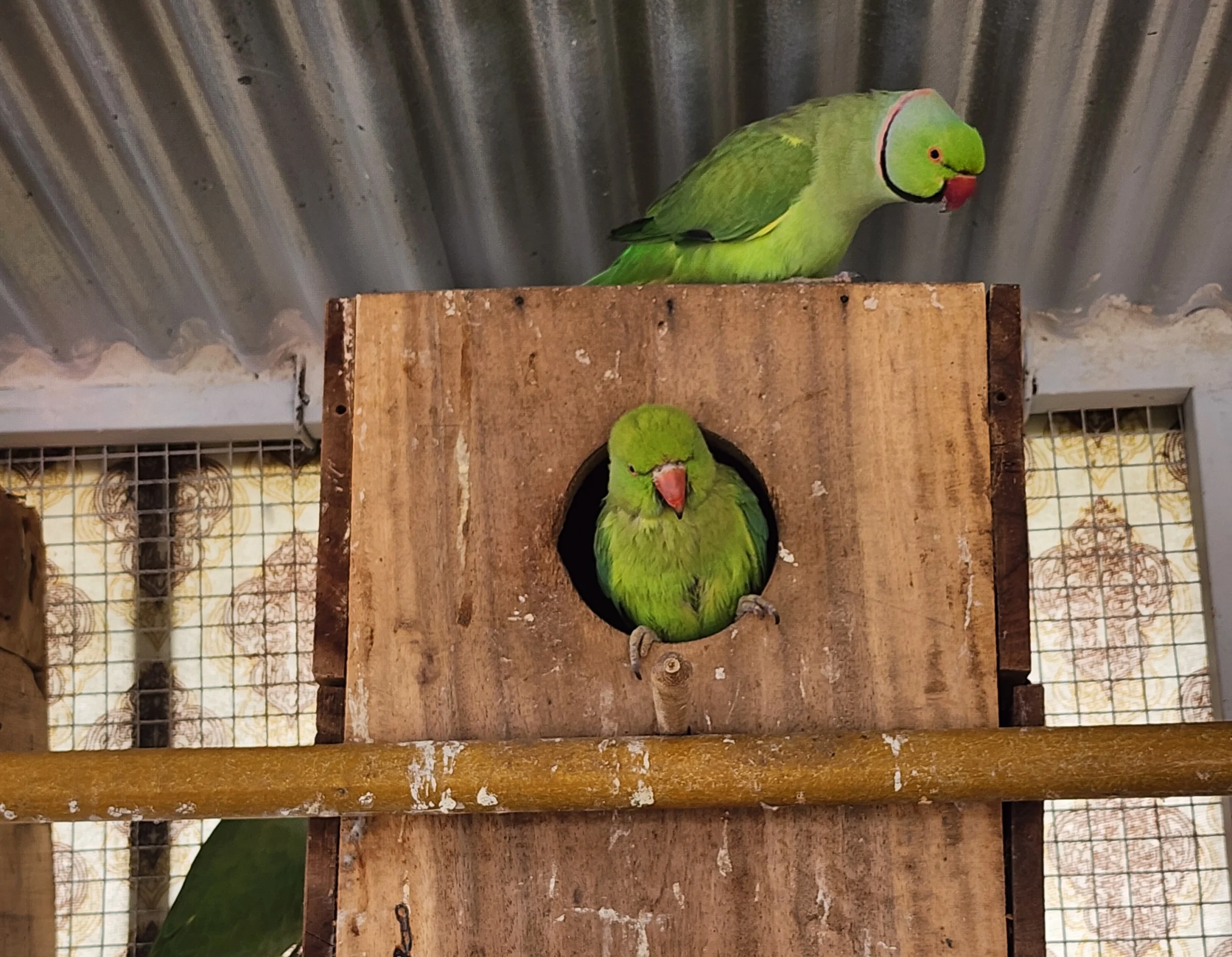 Indian ringneck parrots